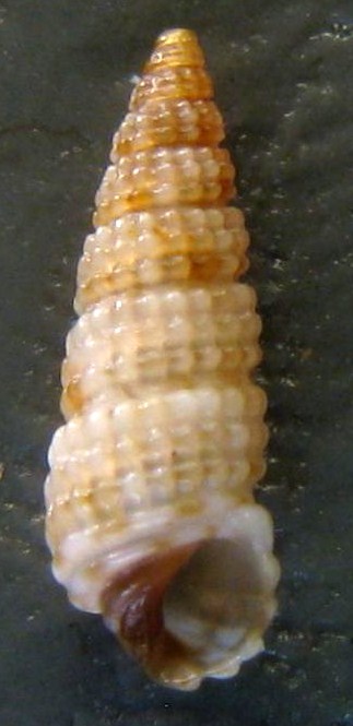 Tenerife,Canarie - Famiglia Cerithiidae